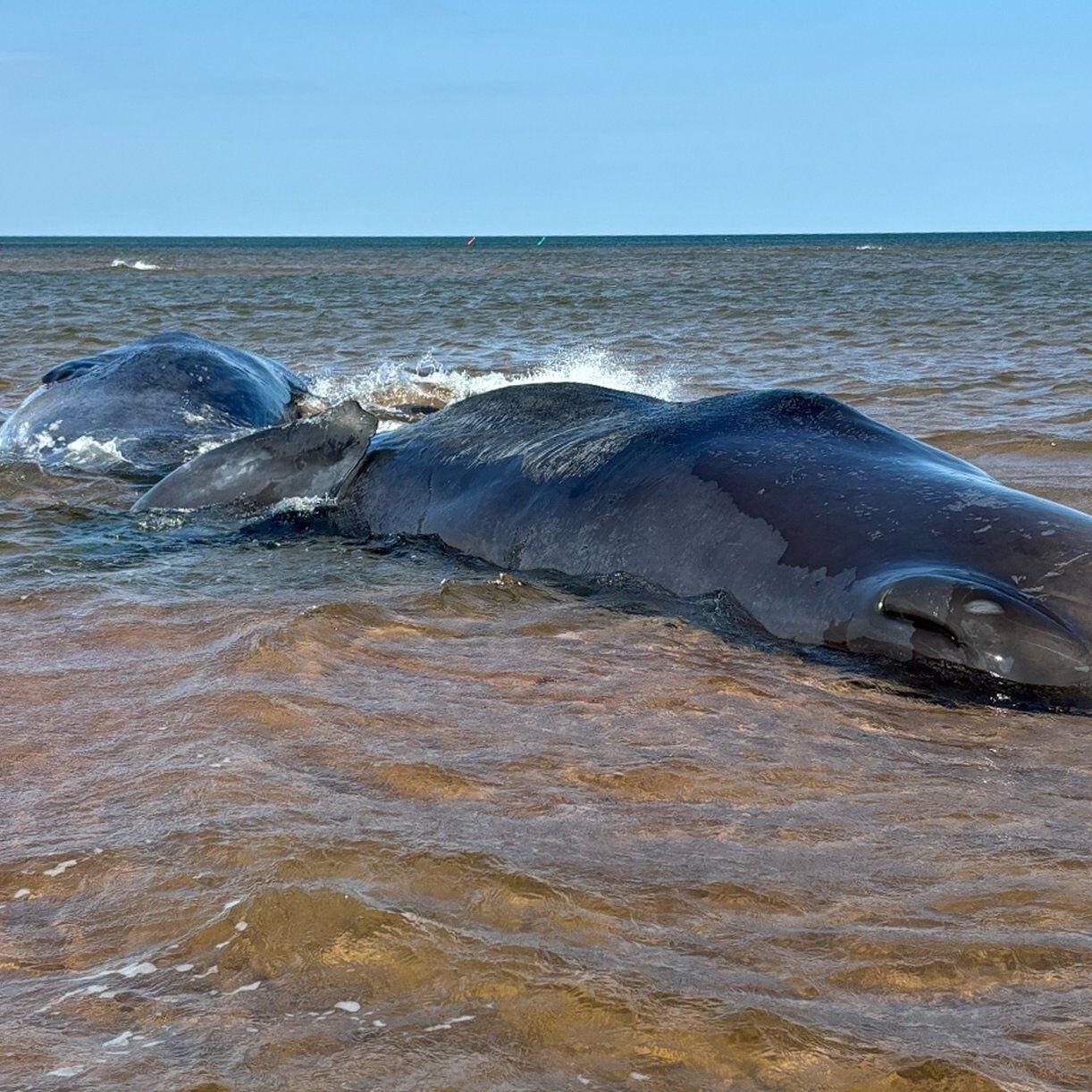 All three beached sperm whales in P.E.I. dead: conservation group